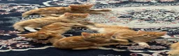 Mixed Breed cats for sale: Ginger Kittens Very Cute - Advert 7