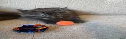 Persian cats for sale: Stunning Persian x Ragdoll kittens Ready for Homes in Watford - Advert 19