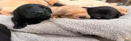 Labrador Retriever dogs for sale: Trainer raised Labrador Puppies  in Mexborough - Advert 3