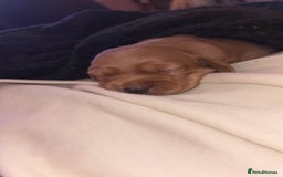 Cockerdor dogs for sale: Cockerdors  - Advert 7