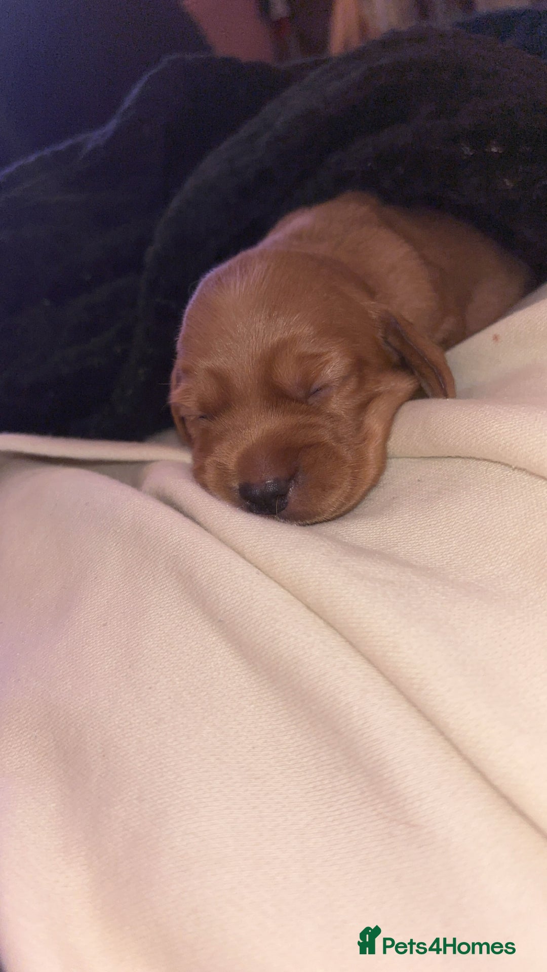 Cockerdor dogs for sale: Cockerdors  - Advert 7