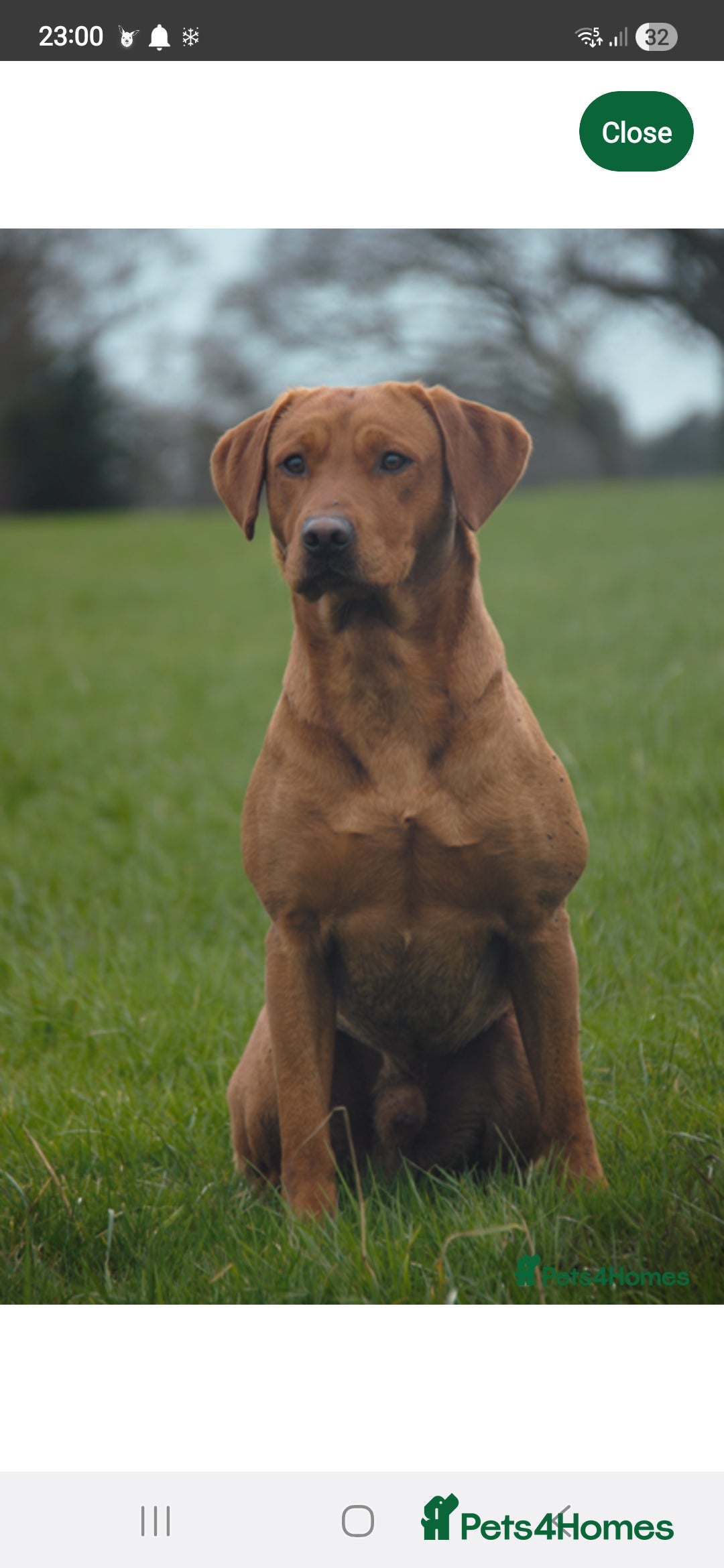 Labrador Retriever dogs for sale: Stunning Red fox labrador puppies  - Advert 39