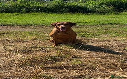 Labrador Retriever dogs for stud: Royal Red gun dog for stud - Image 11