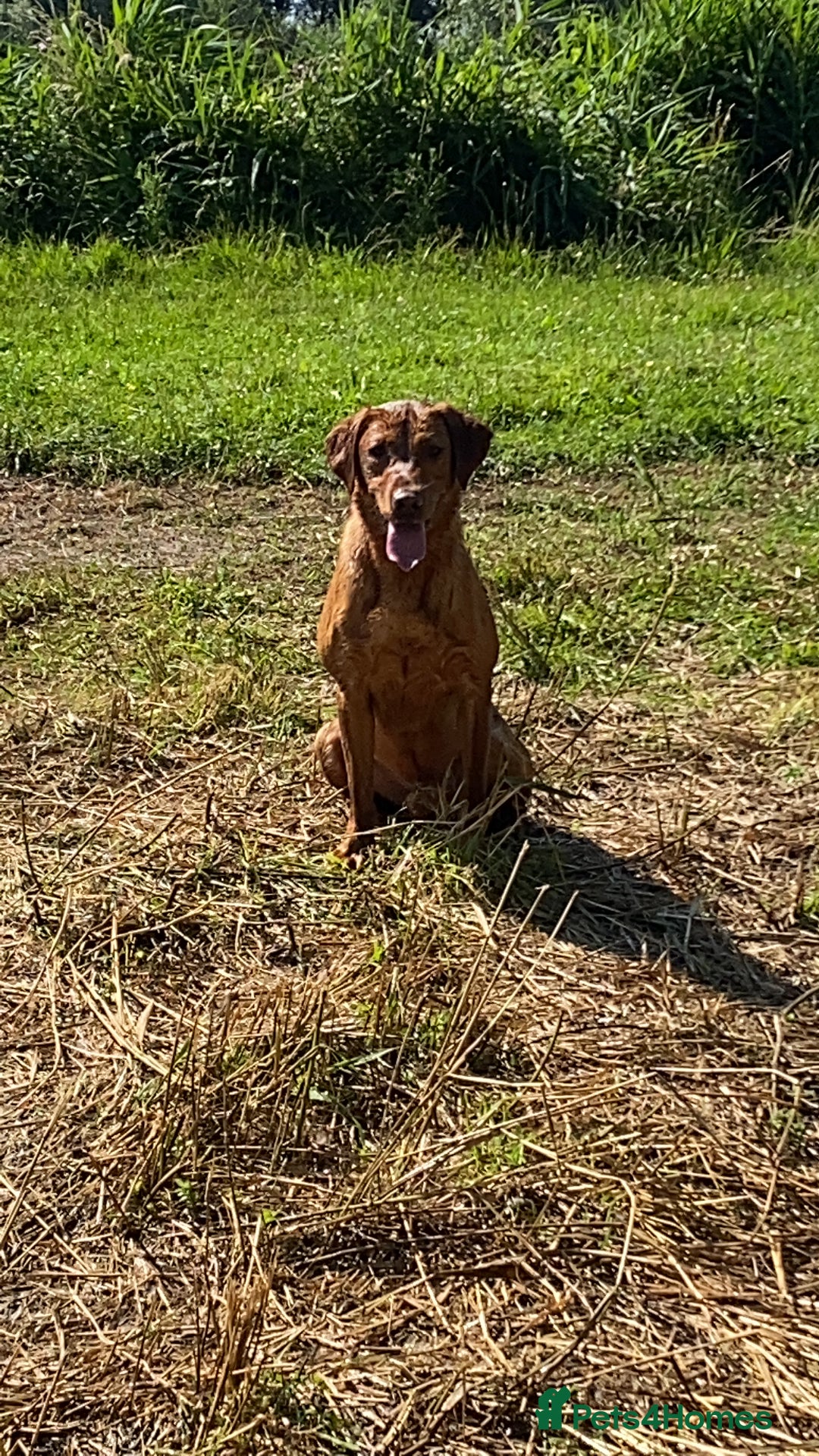 Labrador Retriever dogs for stud: Royal Red gun dog for stud - Image 11