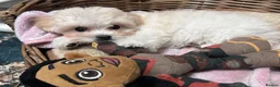 Maltipoo dogs for sale: Rare mix Russian Toy Poodle&Korean Maltese Puppy - Advert 9