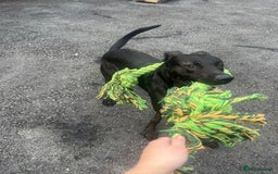 Mixed Breed dogs for sale: 2 year old Belgian Malinois cross (Ivar) - Advert 3