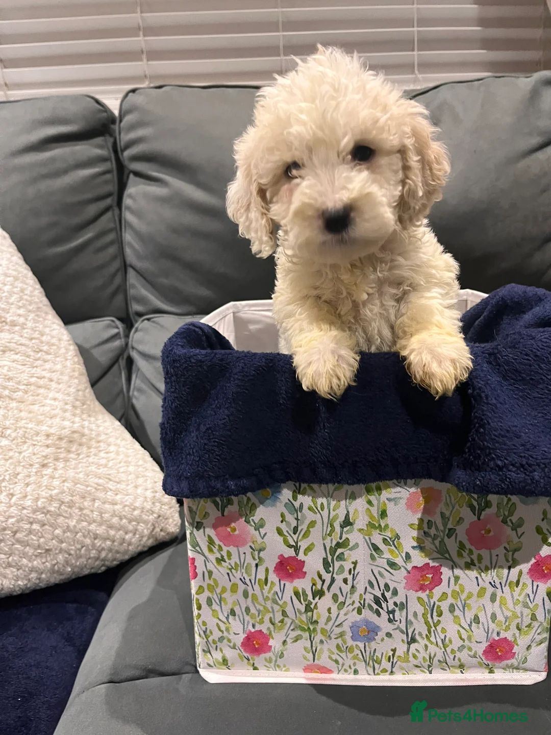 Cockapoo dogs for sale: 10 beautiful cockerpoo pups ready in 1 week  - Advert 1