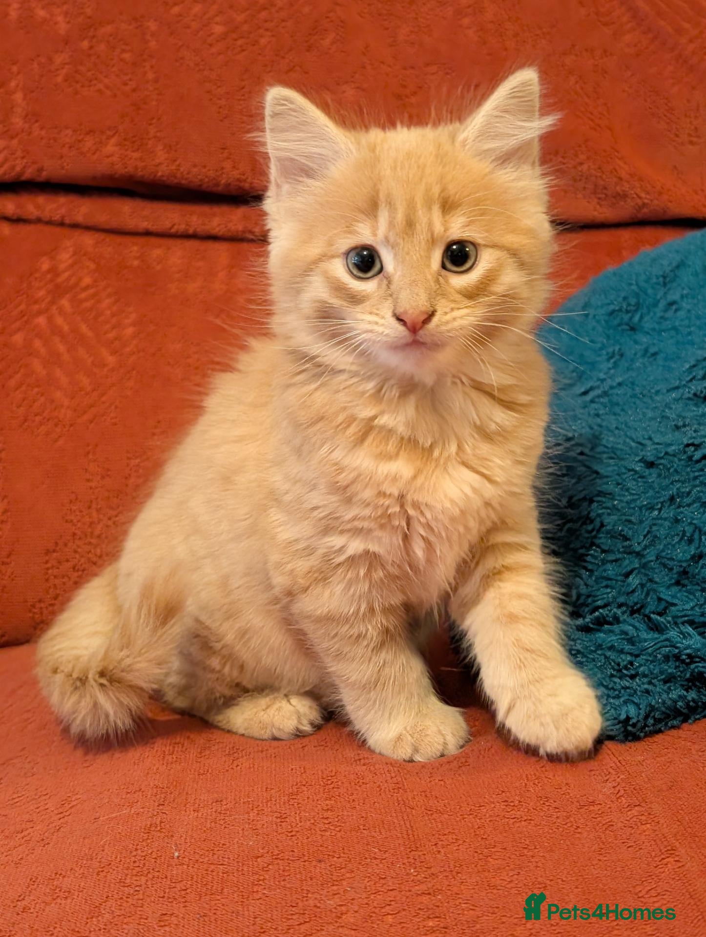 Mixed Breed cats Stunning Fluffy Tabby Kittens! - Advert 2