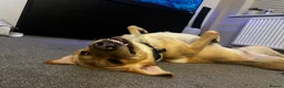 Goldador dogs for sale: Arlo - Labrador x golden retreiver - Advert 2