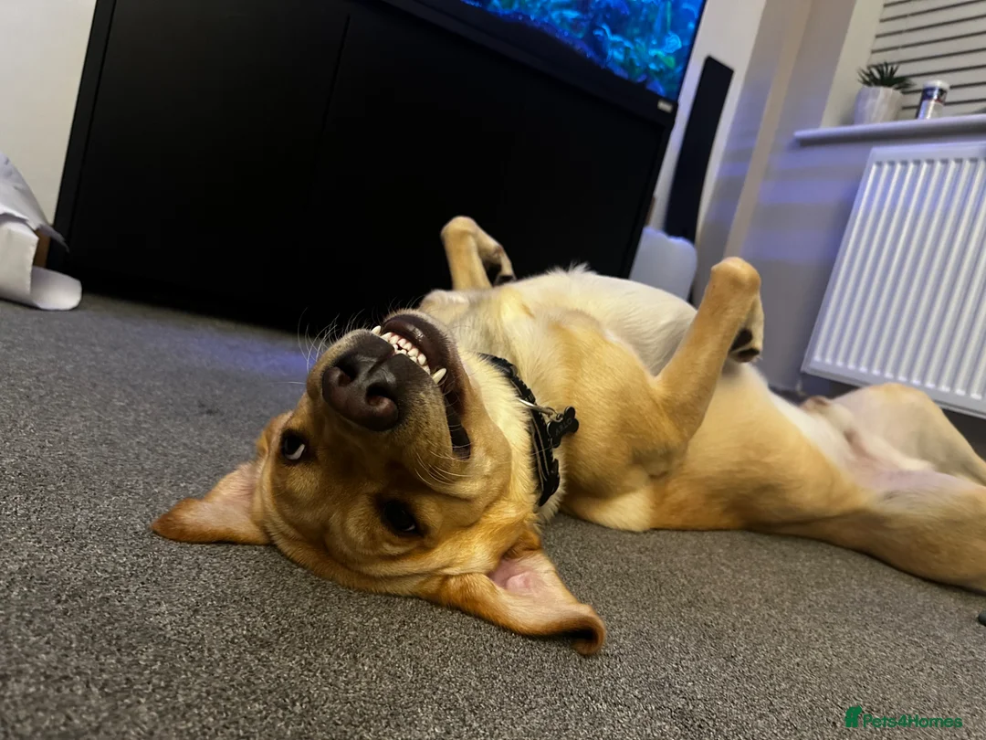 Goldador dogs for sale: Arlo - Labrador x golden retreiver - Advert 2