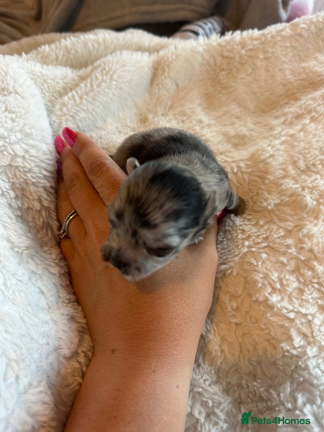 Pomeranian dogs for sale: Xs Pomeranian puppies  - Image 3