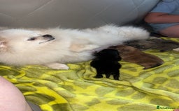 Pomeranian dogs for sale: Pomeranian  - Image 7