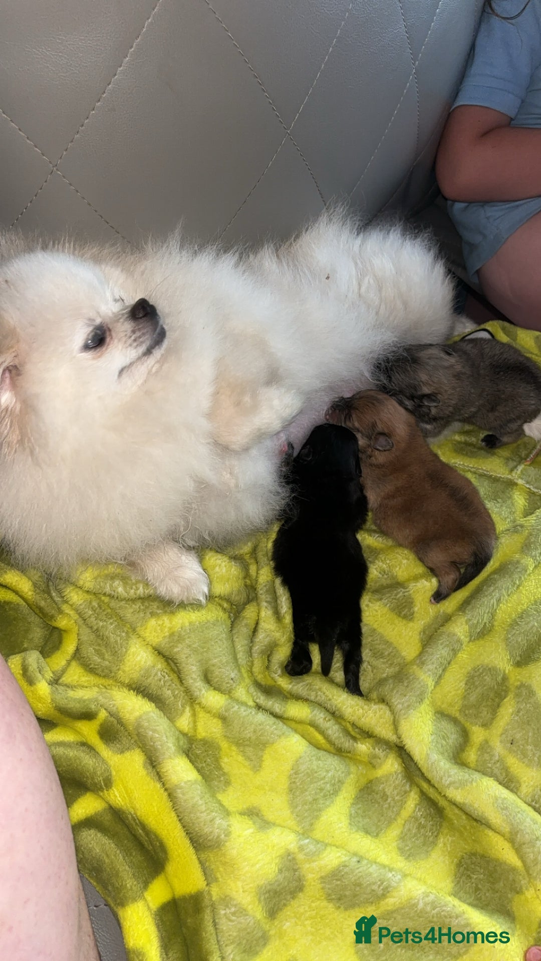Pomeranian dogs for sale: Pomeranian  - Image 7