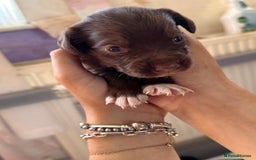 Mixed Breed dogs for sale: Mixbreed beautiful puppies  - Image 15