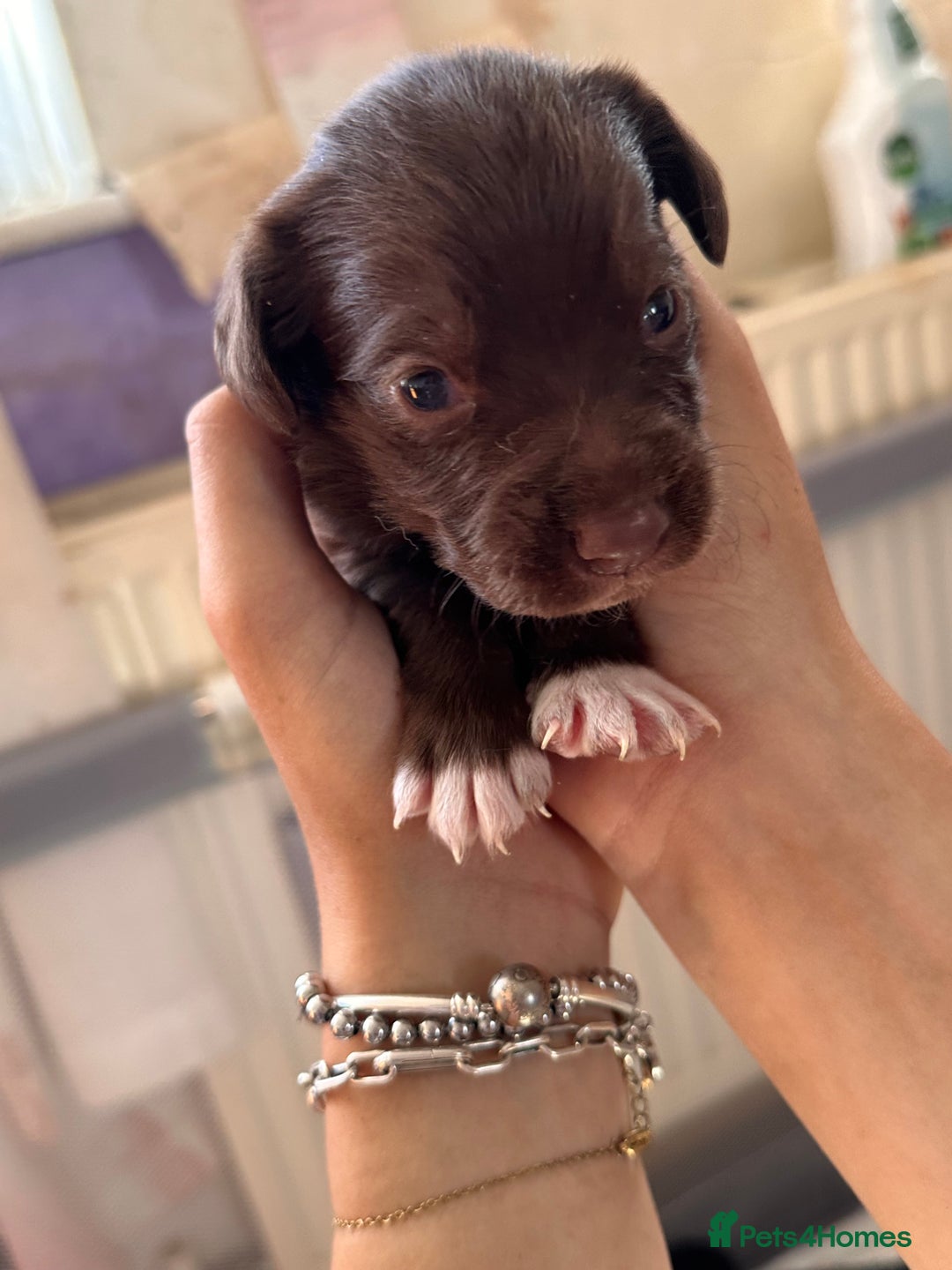 Mixed Breed dogs for sale: Mixbreed beautiful puppies  - Image 15