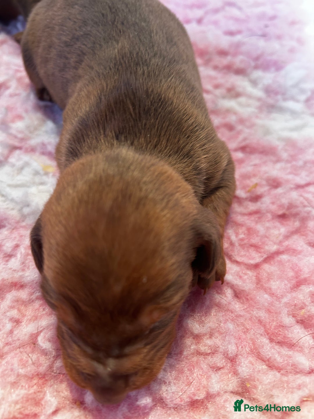 Dachshund dogs for sale: STUNNING KC REG STANDARD DACHSHUNDS  - Advert 19