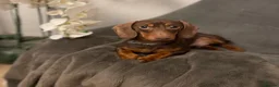 Miniature Dachshund dogs for sale: Miniature dachshund puppies - KC registered - Advert 2
