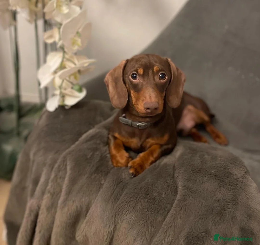 Miniature Dachshund dogs for sale: Miniature dachshund puppies - KC registered - Advert 2