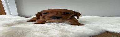 Dachshund 5 purple collar 