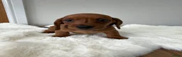 Dachshund dogs for sale: dachshund puppies For sale *1 BOY LEFT purplecol*  - Advert 3