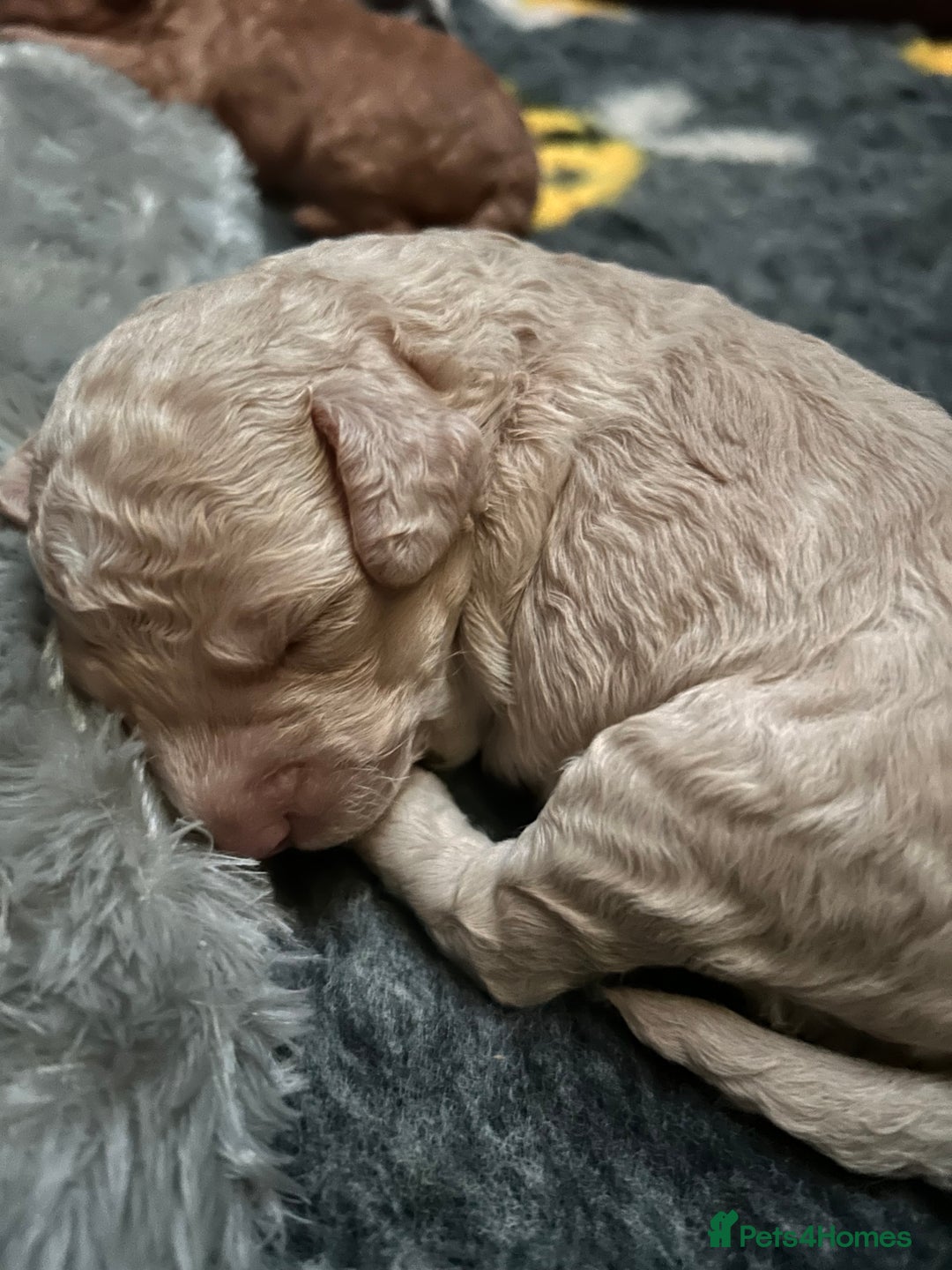 Miniature Poodle dogs for sale: Stunning Poodle Babies - Image 2