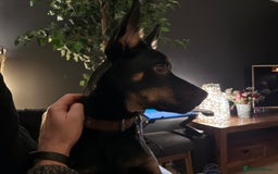 Mixed Breed dogs for sale: Kelpie / Heeler cross - Image 4