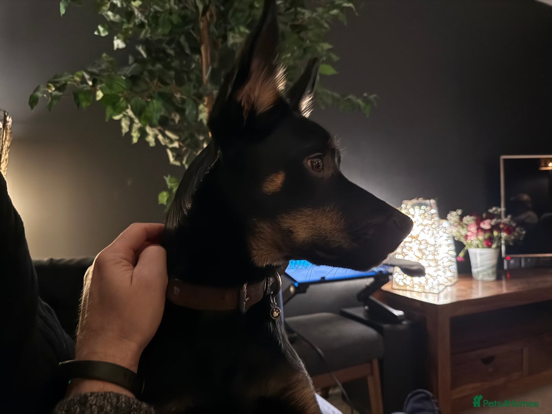 Mixed Breed dogs for sale: Kelpie / Heeler cross - Image 4