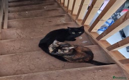Domestic Shorthair cats for sale: Beautiful Sleek Black 6 month old Female Kitten  - Advert 4