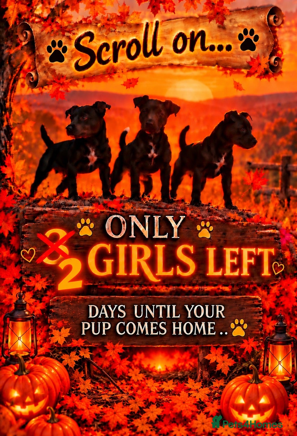 Patterdale Terrier dogs Stunning spooktacular Patterdale puppies  - Advert 2