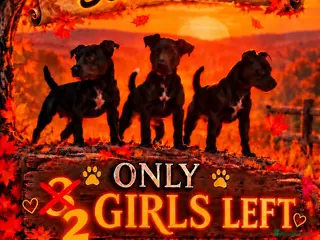 Patterdale Terrier dogs Stunning spooktacular Patterdale puppies - Advert 2