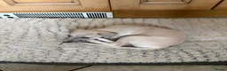 Whippet dogs for sale: Whippet Girl available - Advert 5