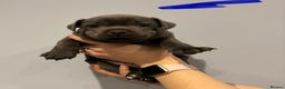 Staffordshire Bull Terrier dogs for sale: Blue Staffordshire bull terriers  - Advert 6