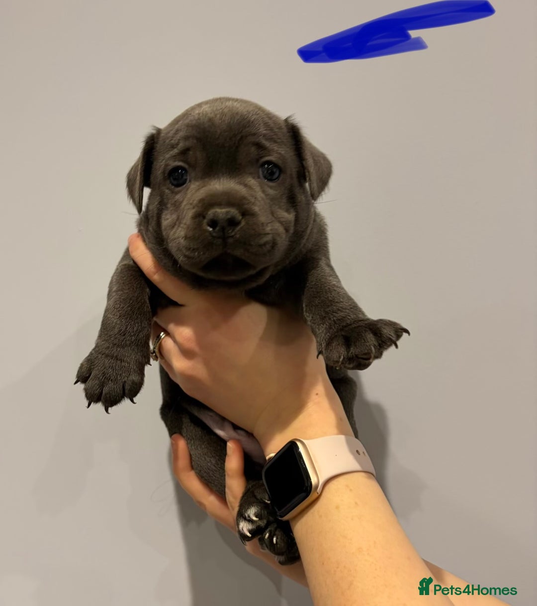 Staffordshire Bull Terrier dogs for sale: Blue Staffordshire bull terriers  - Advert 6