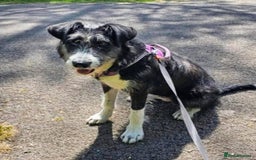 Mixed Breed dogs for adoption: Meet Mitzie, currently residing in Liverpool  - Image 6