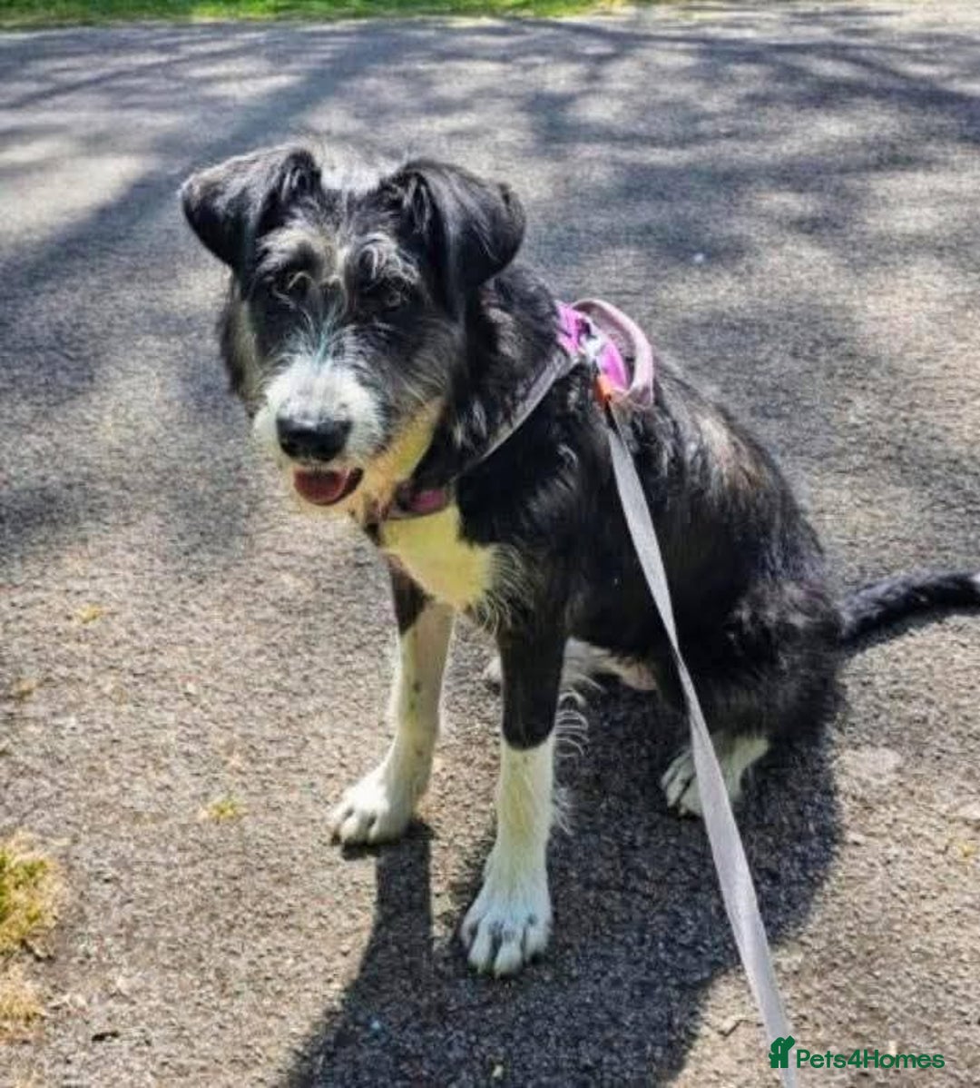Mixed Breed dogs for adoption: Meet Mitzie, currently residing in Liverpool  - Image 6