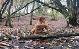 Hungarian Vizsla dogs for sale: Female Hungarian Vizsla Gia for sale - Image 5