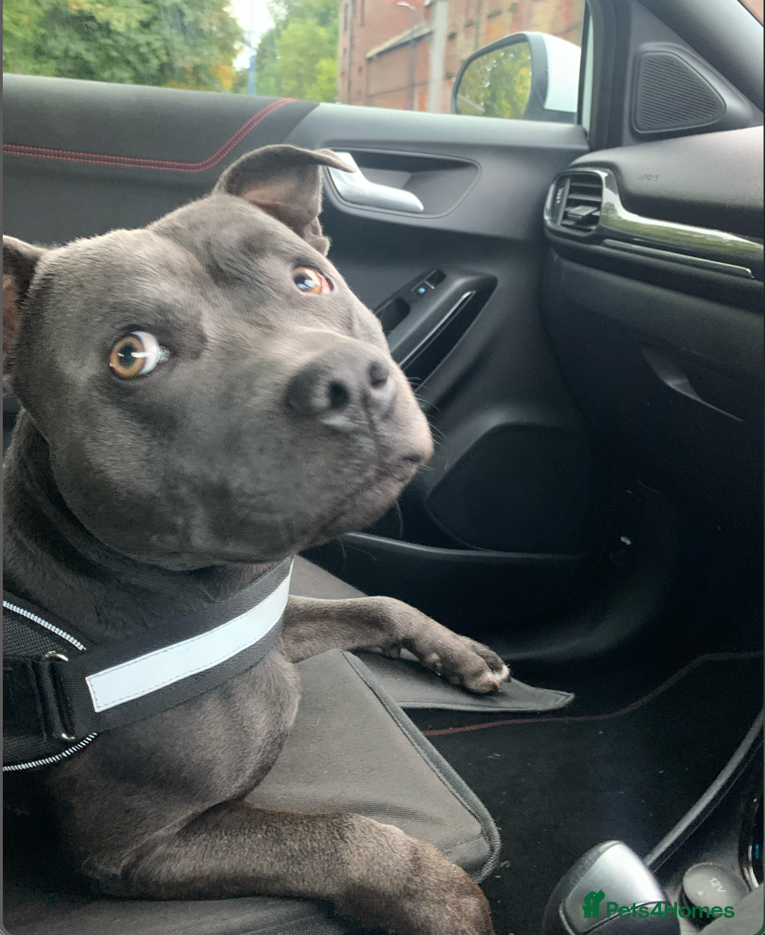 Staffordshire Bull Terrier dogs for sale: Obi is looking for a new loving home - Advert 6