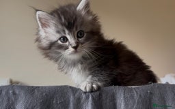 Persian cats for sale: ALL SOLD! PERSIAN-RAGDOLL KITTENS - Image 22