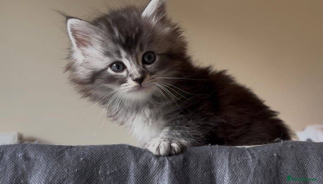 Persian cats for sale: ALL SOLD! PERSIAN-RAGDOLL KITTENS - Image 22
