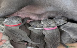 Cane Corso dogs for sale: European cane corsos  - Image 27