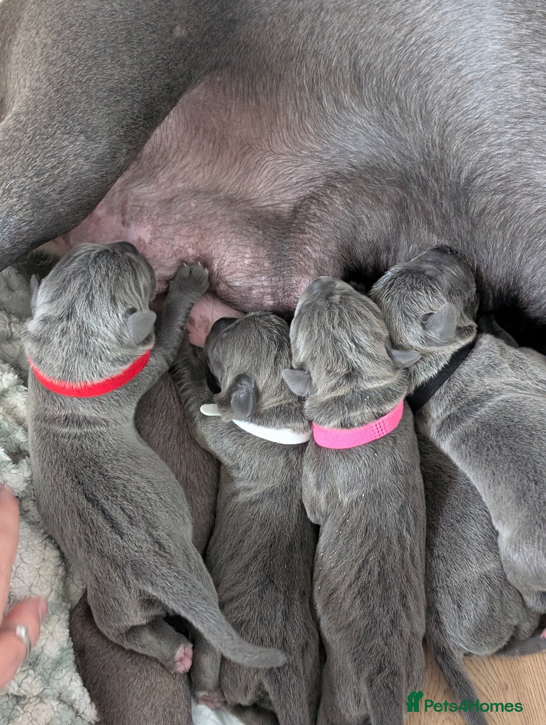 Cane Corso dogs for sale: European cane corsos  - Image 27