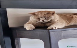 British Shorthair cats for sale: Chunky GCCF Registered Active Stud for Sale  - Image 10