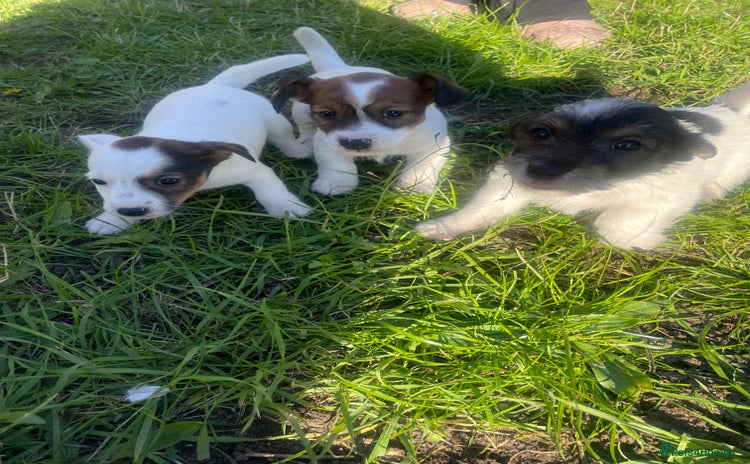Jack Russell dogs - Advert 2