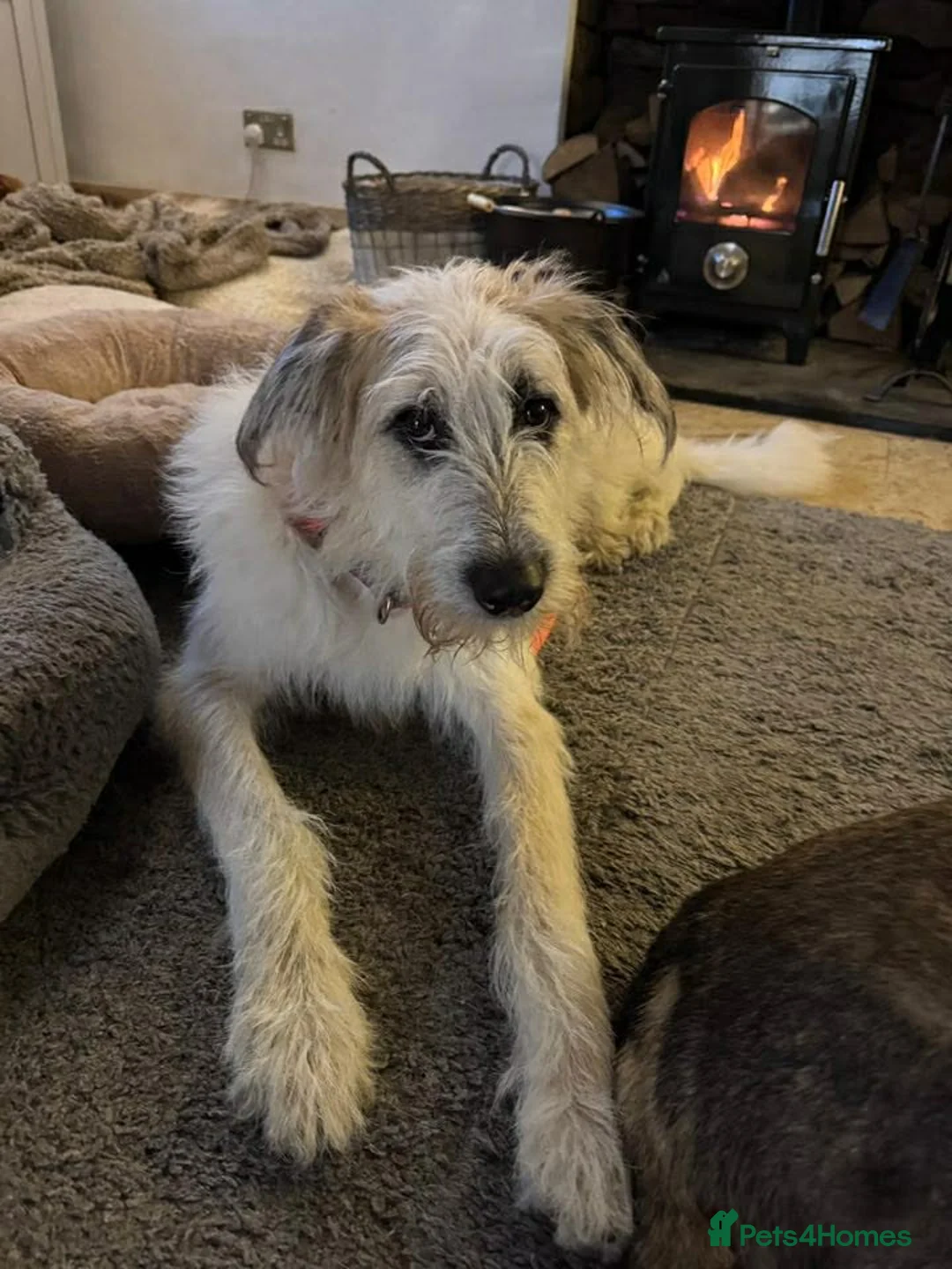 Lurcher dogs for adoption: KALLIE - 1 year, playful/loves dogs/energetic - Advert 1