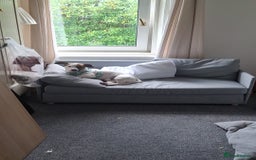 Mixed Breed dogs for sale: Bruno - Needs a New, Loving Home - Image 25