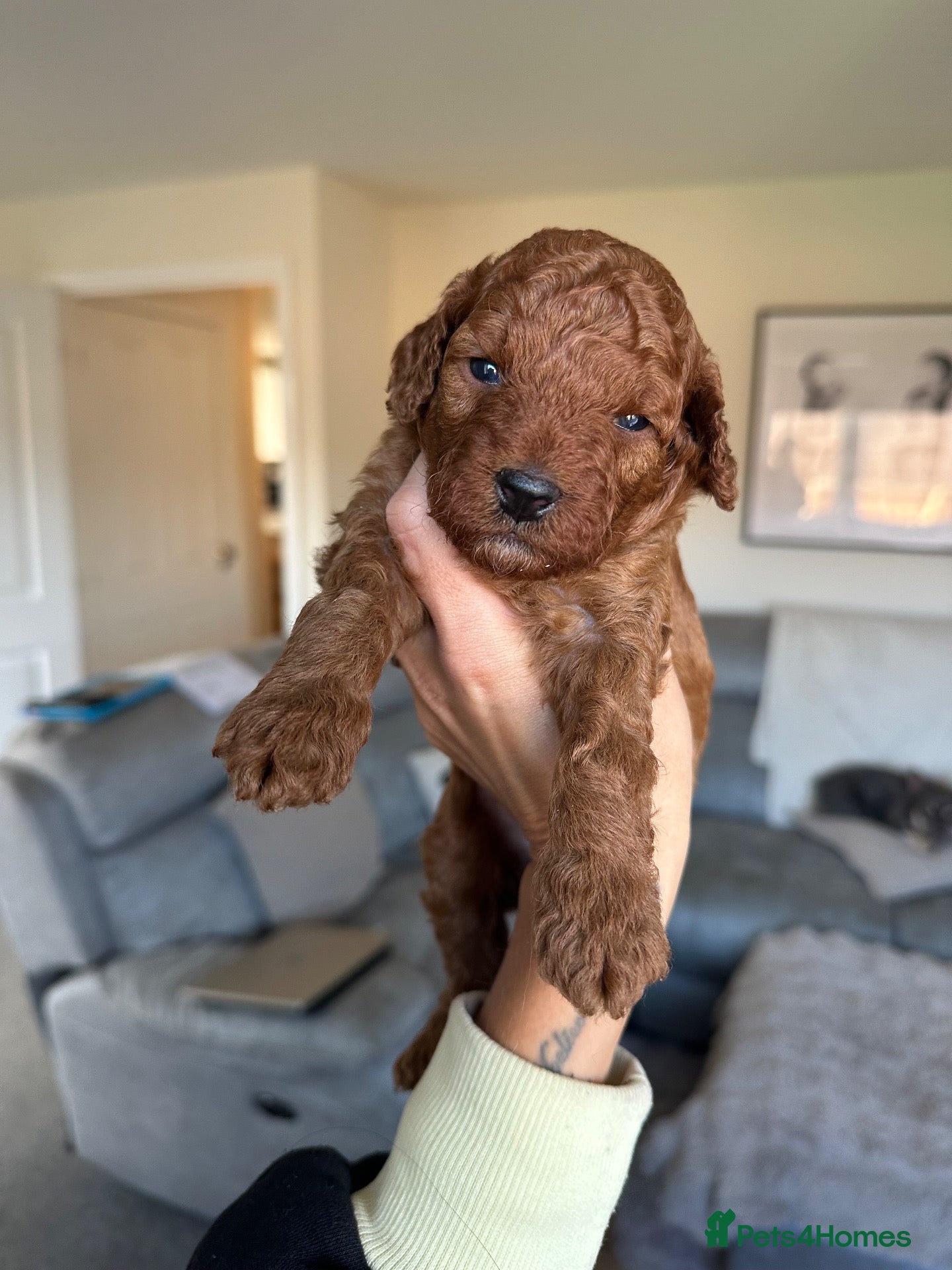Cockapoo dogs F1B Red Toy Cockapoo - Advert 13