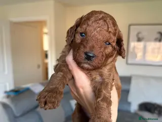 Cockapoo dogs F1B Red Toy Cockapoo - Advert 13