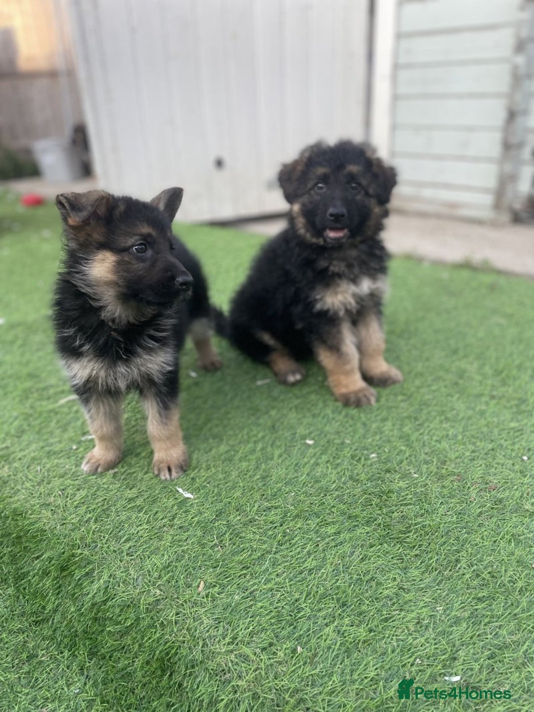 German Shepherd dogs for sale: Gorgeous and healthy German Shepherds Puppies - Image 4