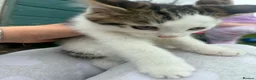 Mixed Breed cats for sale: 4 Male Kittens  in Pontypool - Advert 10