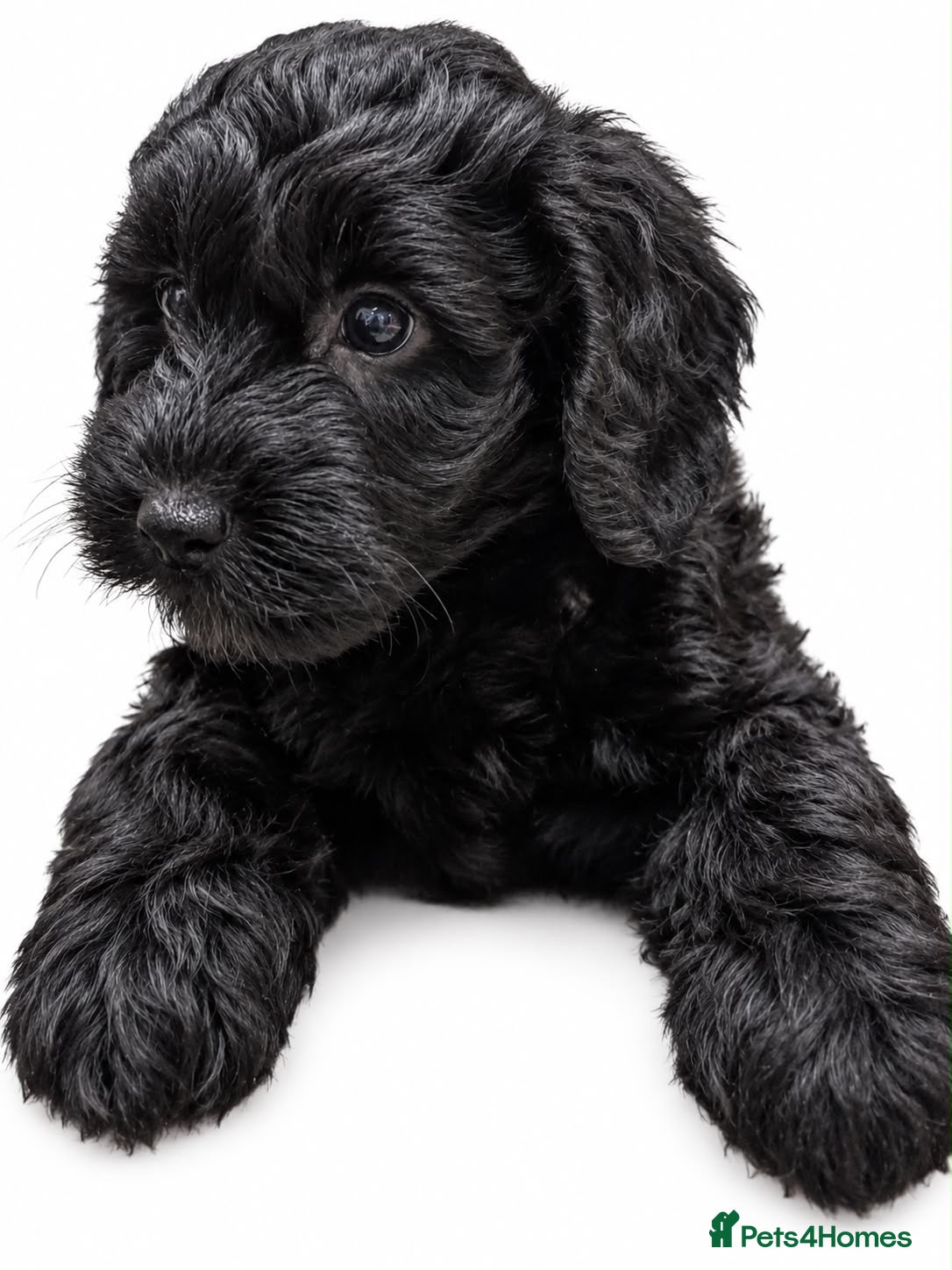 Cockapoo dogs for sale: Amazing Litter - Advert 2